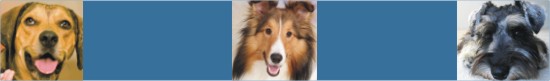 southwest florida professional dog training